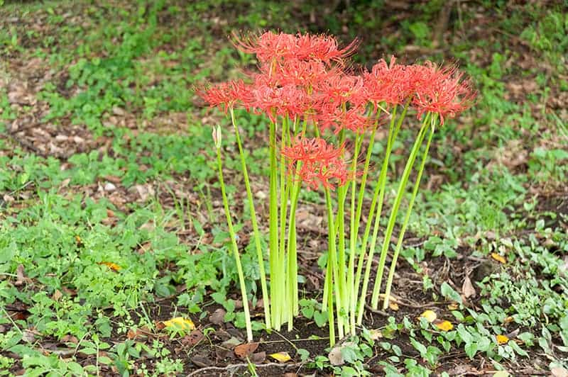 Red Spider Lily How To Plant Grow And Care For Lycoris Radiata Trees Com