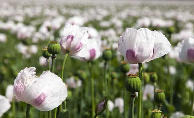 13 Types of Annuals that Bloom All Summer - Growing Guide and Photos ...