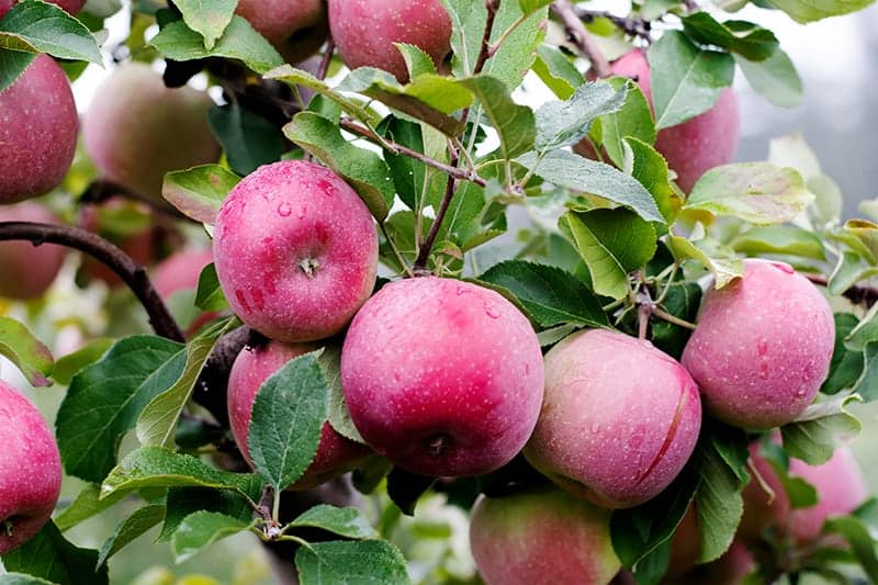 https://www.trees.com/wp-content/uploads/files/inline-images/types-of-apple-trees/McIntosh.jpg