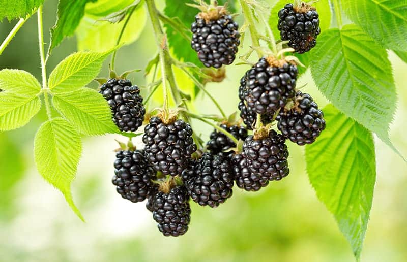 11 Common Types of Berries Pictures, Care, and Use Tips