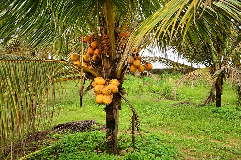 Coconut Palm Trees for Sale - Trees.com
