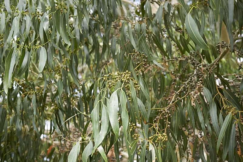 11 Different Varieties of Eucalyptus Trees | Trees.com