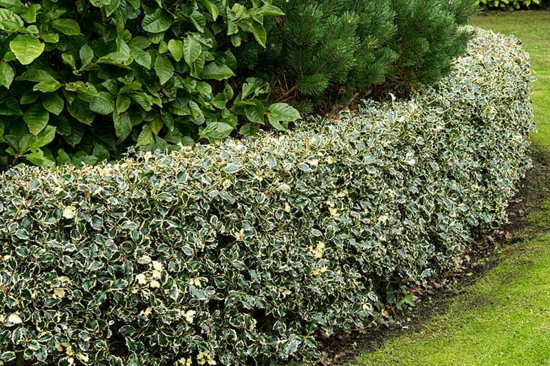 7 Best Plants For Hedges Pictures Growing Information Trees Com