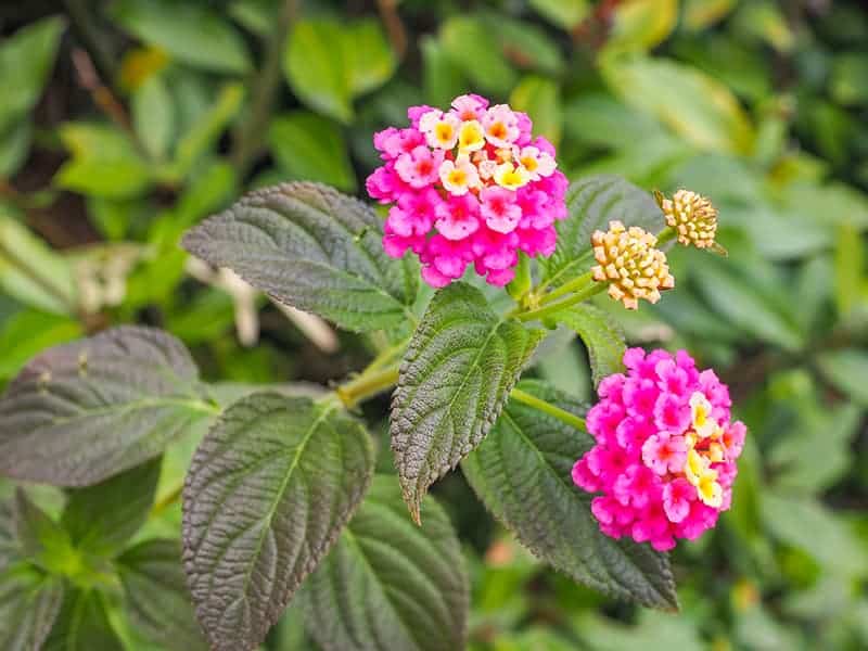 7 Stunning Types Of Lantana Flowers (pictures Included) 