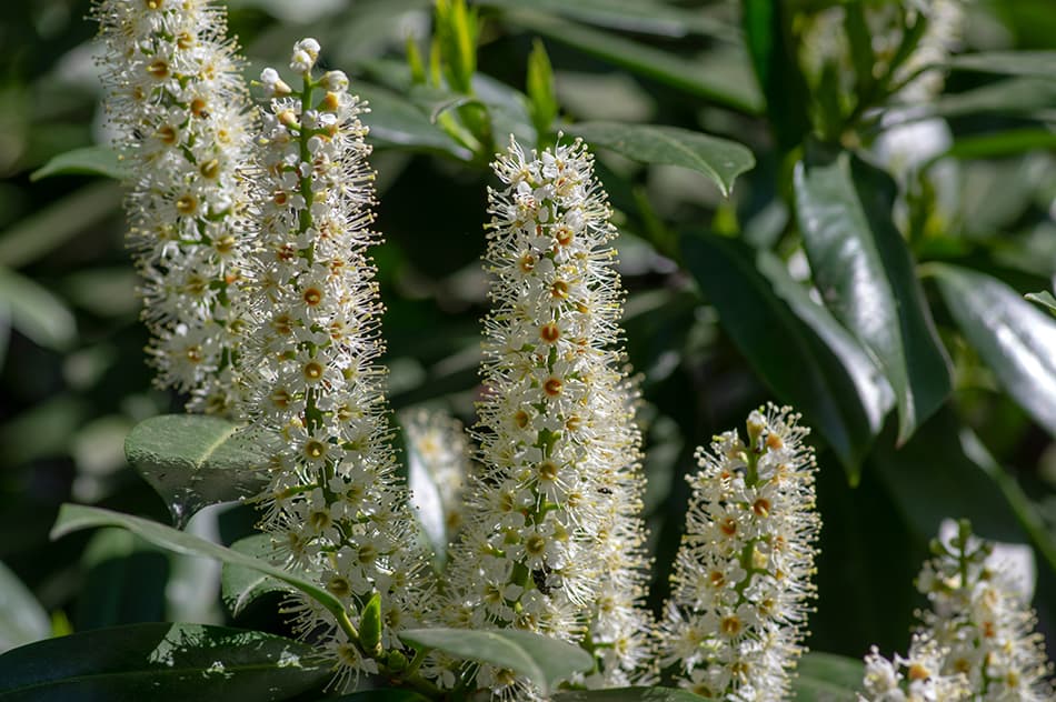 8 Types Of Laurel Flowers Care Guides Photos Trees Com