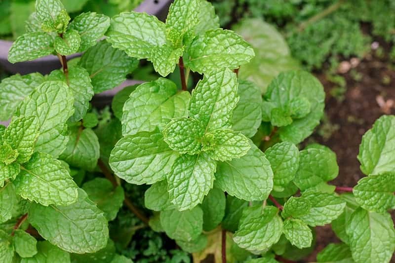 different type of mint