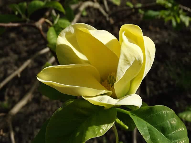 Magnolia Trees Buying Growing Guide Trees Com