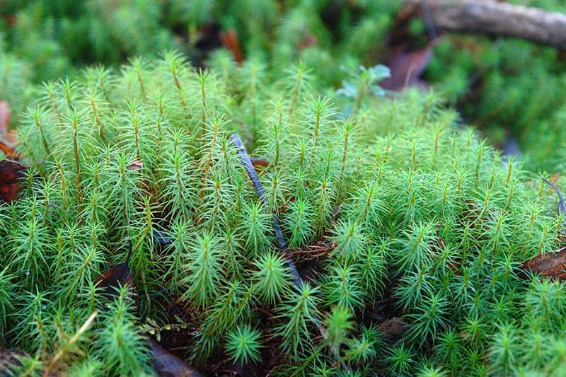 tree moss types