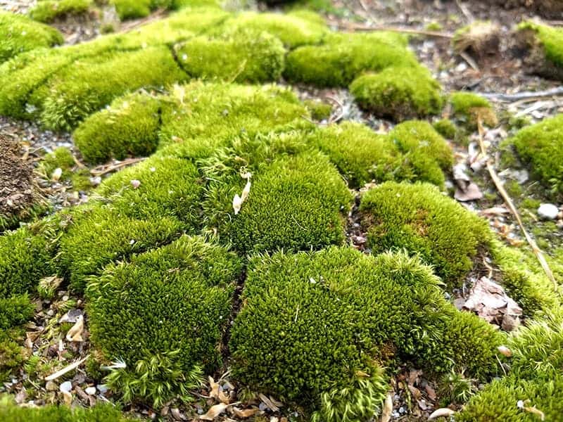 Live Moss For Sale - Guaranteed to grow, Low prices