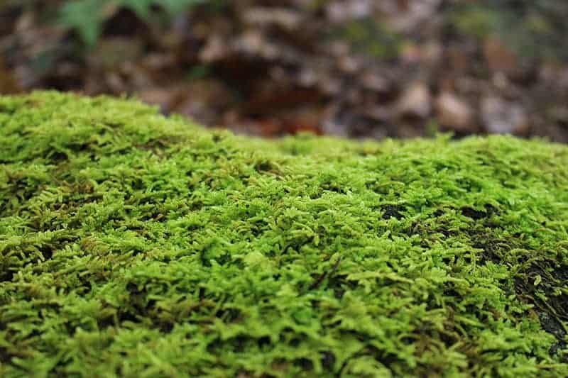 19 Types of Mosses For Your Garden
