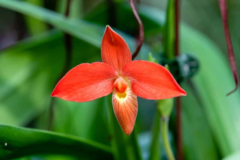 25 Popular Types of Orchids (Facts & Pictures) | Trees.com