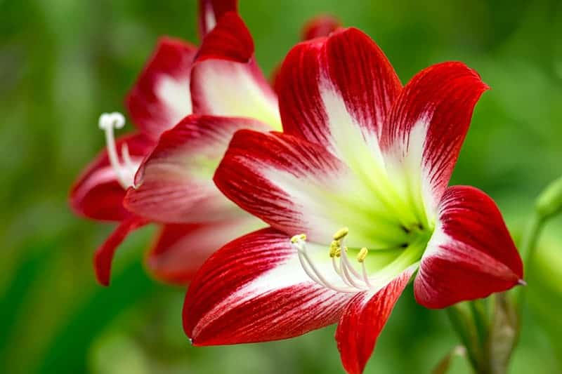 12 Red Flowers To Bring Vibrancy To The Garden | Trees.com