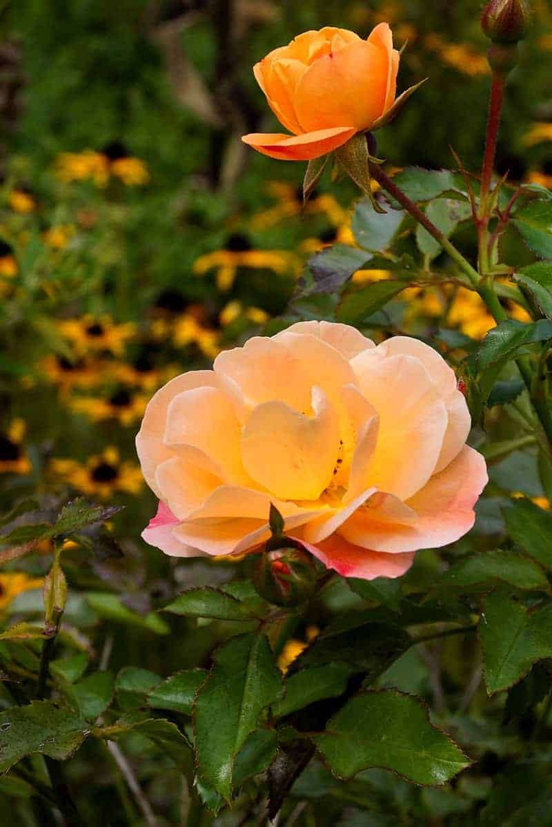 Rose Bushes for Sale - Buying & Growing Guide - Trees.com