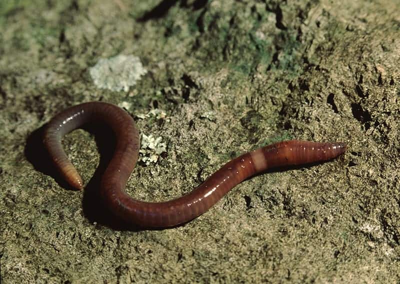 Different Types of Earthworms with Pictures & Facts