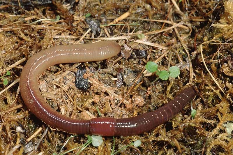 Different Types of Earthworms with Pictures & Facts