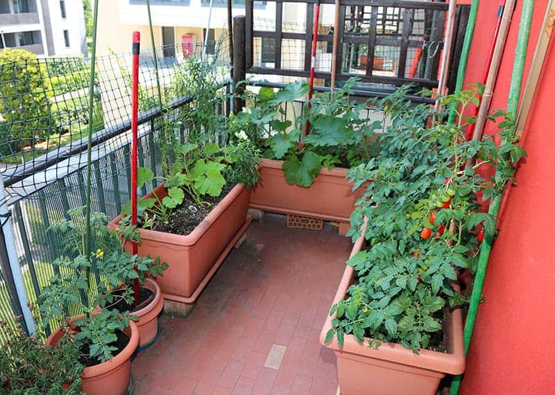cool vegetable garden designs