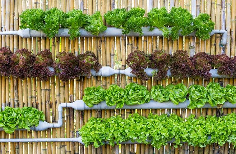 unique vegetable garden ideas