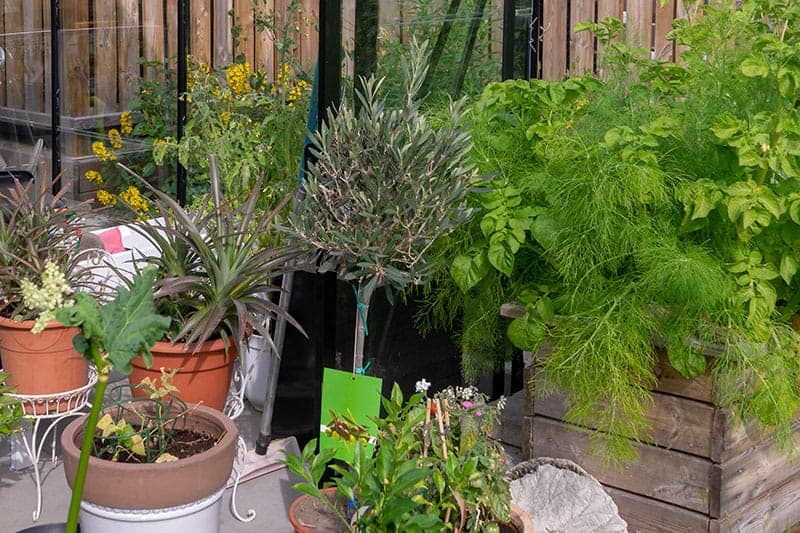 https://www.trees.com/wp-content/uploads/files/inline-images/vegetable-garden-ideas/yard-sale-pots.jpg