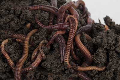 download earthworm castings