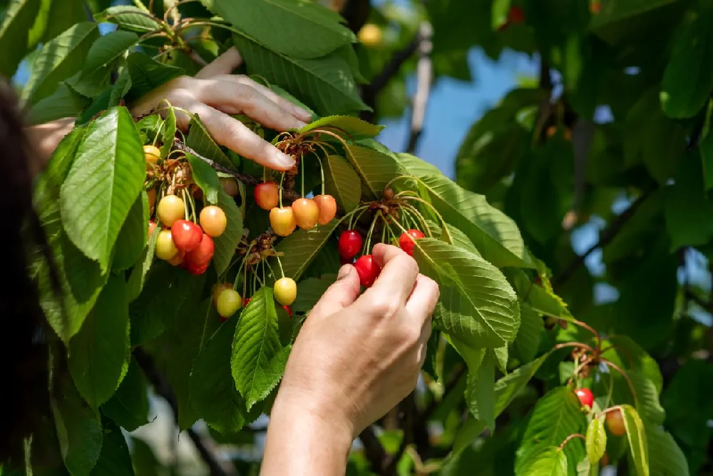 How to Grow Cherry Trees in New Jersey