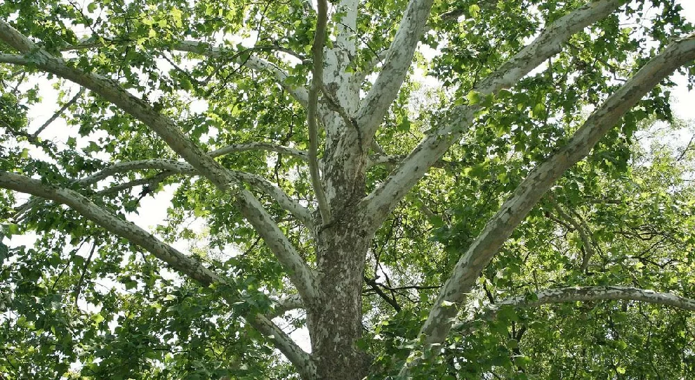 what tree has white bark