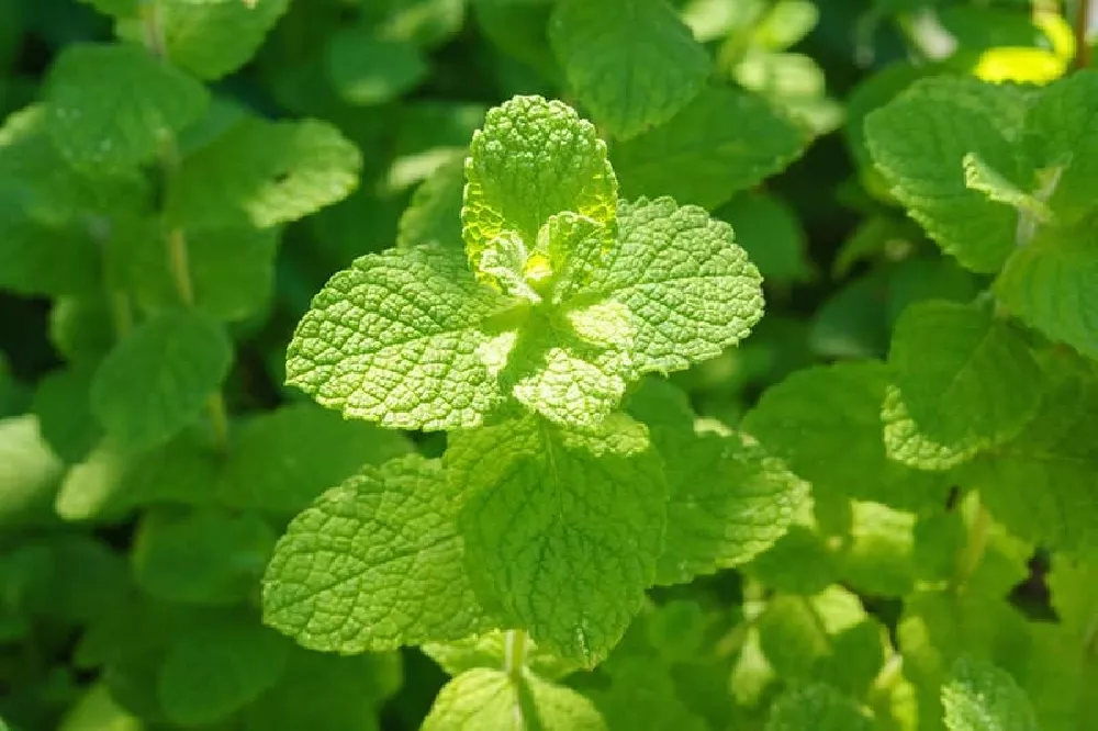 Mint Plants for Sale - Buying & Growing Guide 