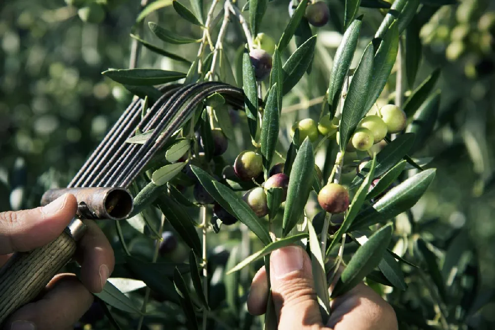 Olive Trees for Sale - Buying & Growing Guide 