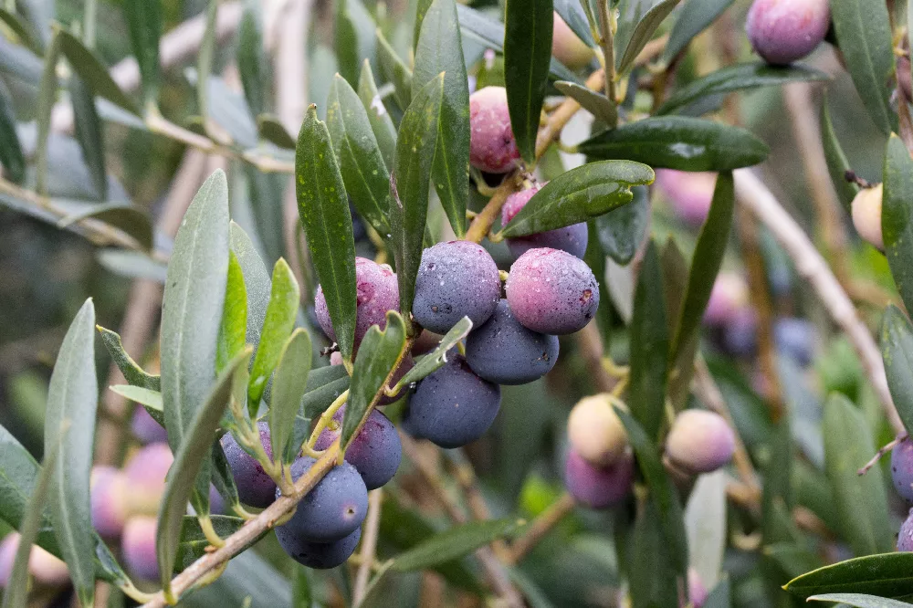 Arbequina Fruiting Olive, Olea europaea 'Arbequina', Monrovia Plant