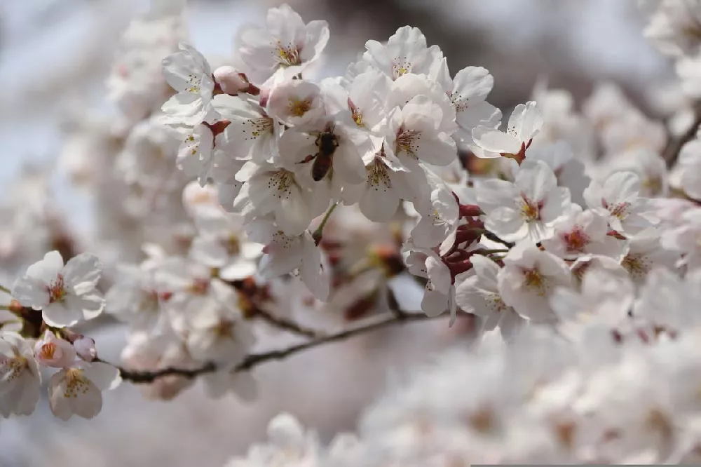 Where to find cherry blossoms in Akron, Cincinnati, Columbus, Ohio