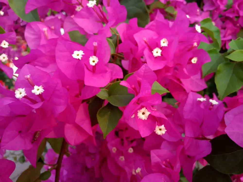 Bougainvillea for Sale - Buying & Growing Guide - Trees.com