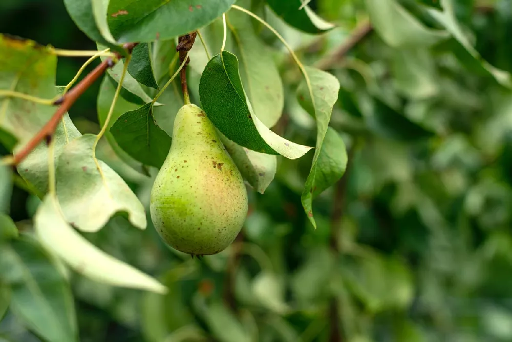 Dwarf Pear Tree - 'Bartlett' – Al's Garden & Home