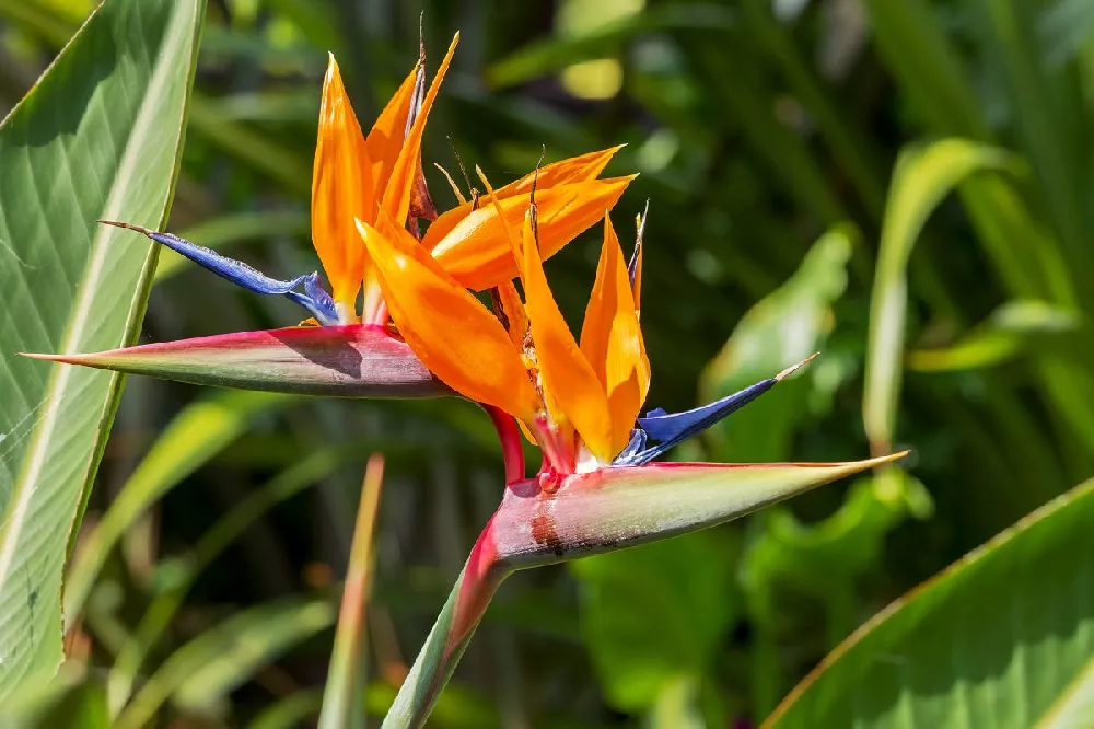 Bird of Paradise Plant: A Beautiful Plant with Low Human Toxicity