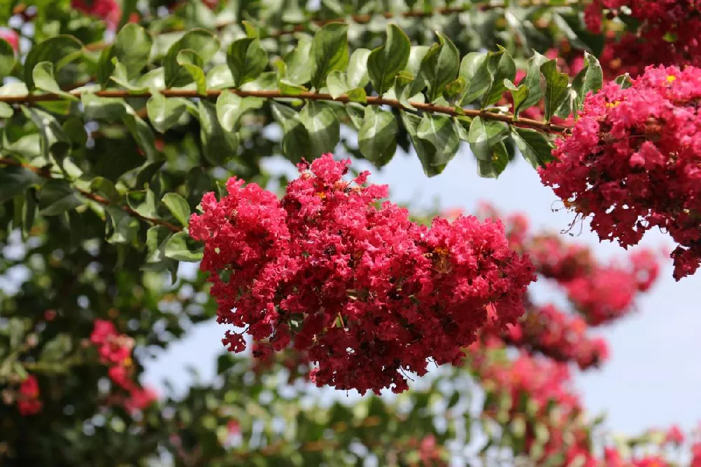 Enduring Summer Crape Myrtle for Sale - Buying & Growing Guide 