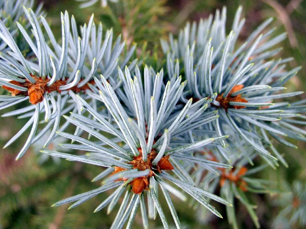 Colorado Blue Spruce Trees for Sale - Buying & Growing Guide