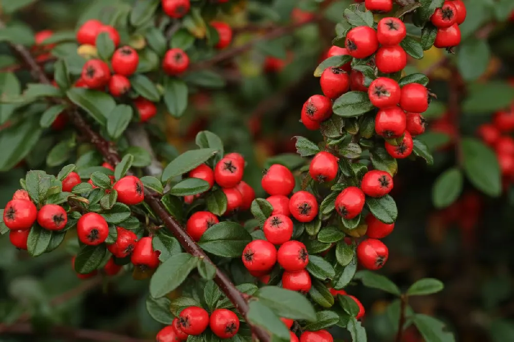 Coral Beauty Cotoneaster 