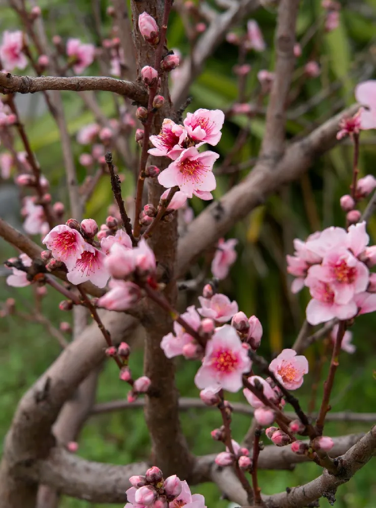 ornamental peach tree