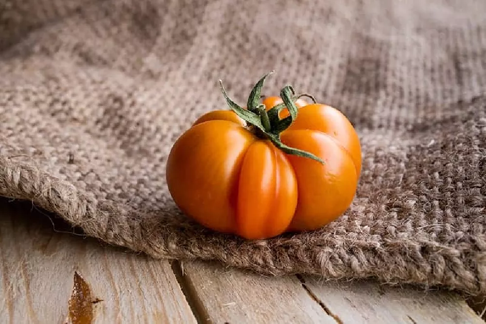 Costoluto Fiorentino Tomatoes