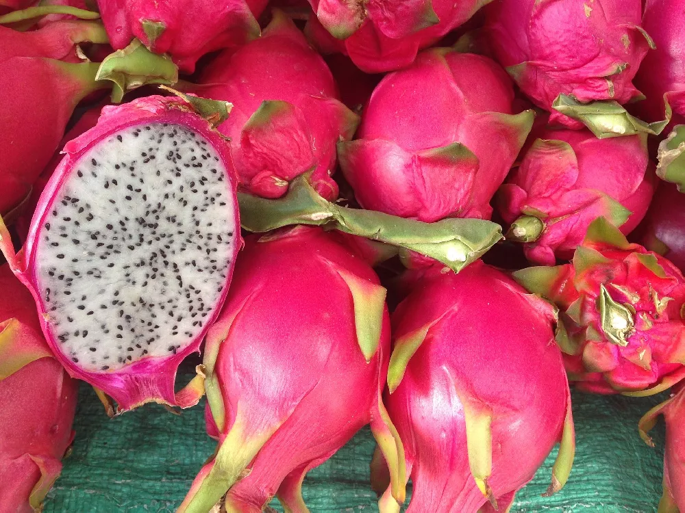 Dragon Fruit Tree - Live Plant in a 4 Inch Pot - Hylocereous Undatus -  Edible Tropical Fruit Plant from Florida 