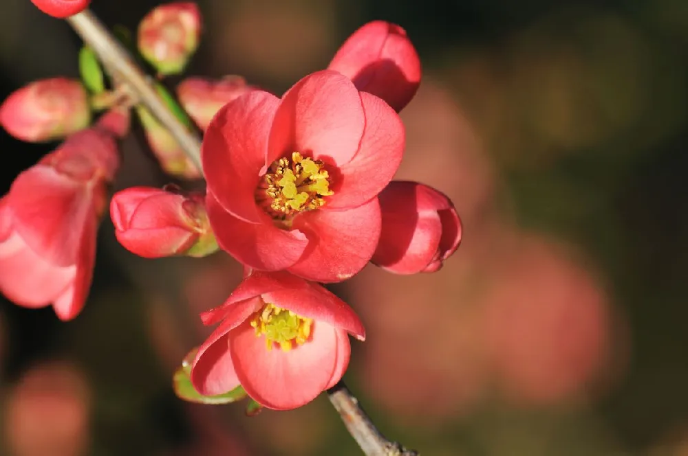 Flowering Quince