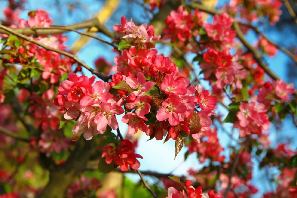 Flowering Quince