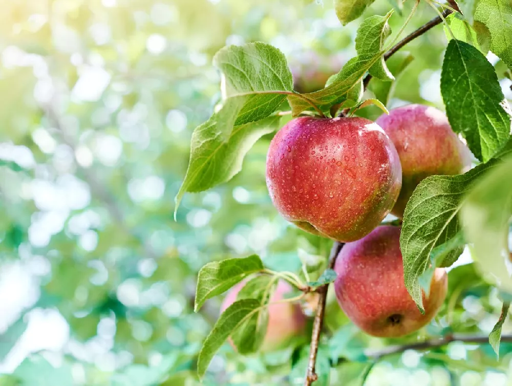 Why Can't I Buy A Pink Lady Apple Tree? - Gardening Tips, Advice and  Inspiration