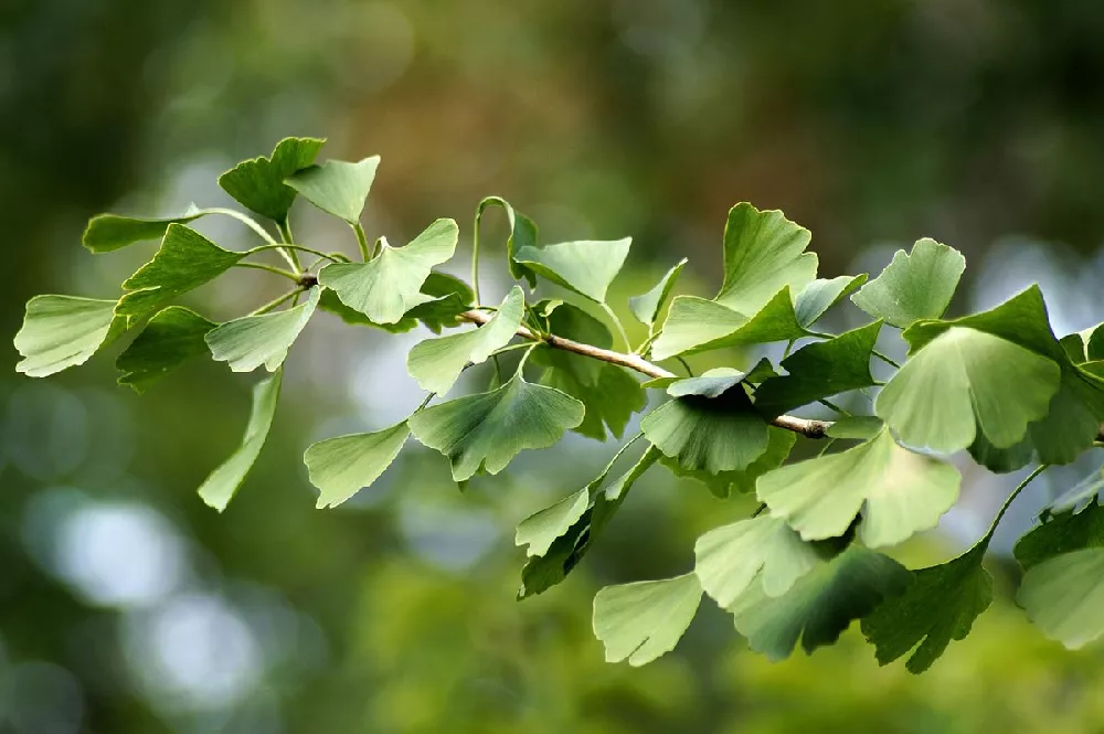 Ginkgo Trees for Sale