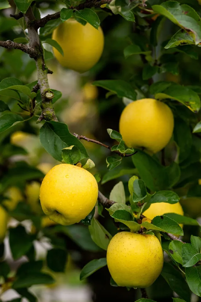 Honeygold Apple Tree