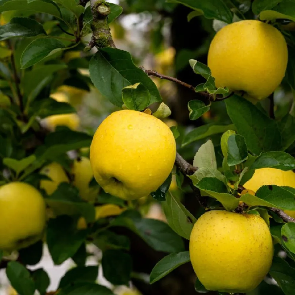 Honeygold Apple Tree