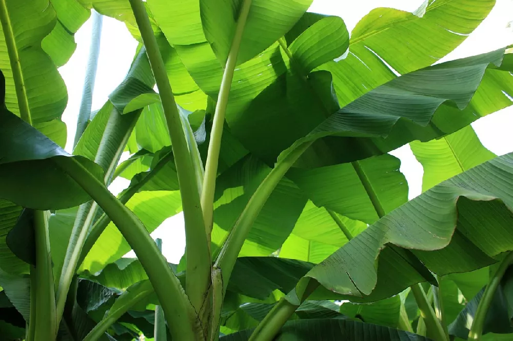 banana tree leaves poisonous