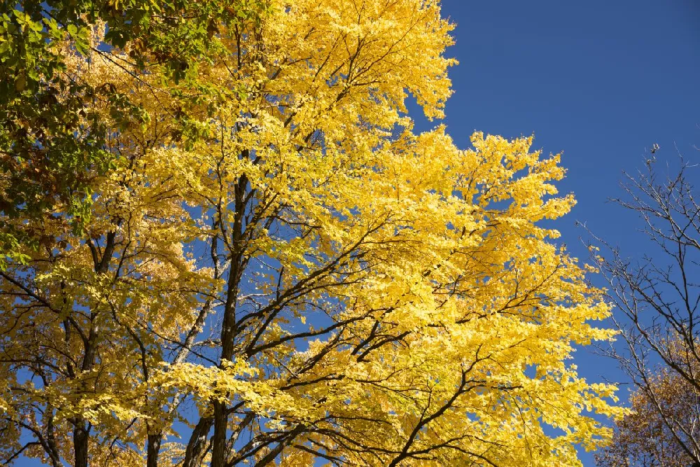 Katsura Tree