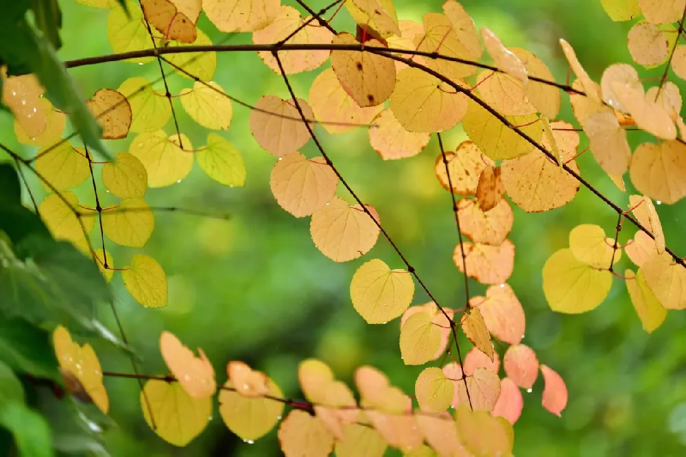 Katsura Tree