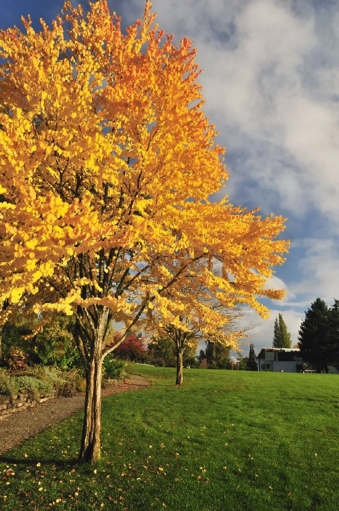 Katsura Tree