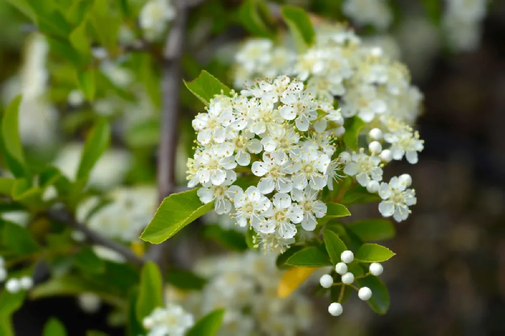 Mohave Pyracantha (Firethorn) Shrub