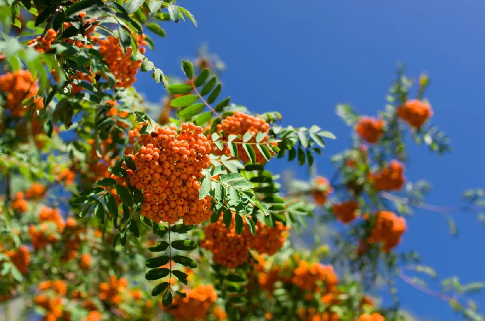 Mohave Pyracantha (Firethorn) Shrub